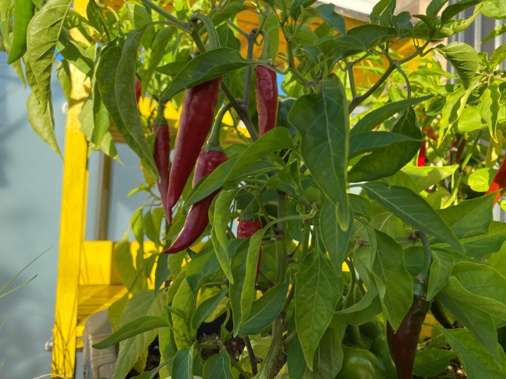Chilischoten in verschiedenen Rottönen hängen an einem grünen Pflanzenzweig, umgeben von vielen grünen Blättern. Im Hintergrund ist ein Teil eines gelben Gestells zu sehen.